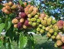 Black mulberry